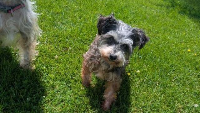 Pet Image